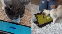Games para gatos? Projeto brasileiro testa jogos interativos em abrigos