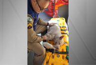 Vídeo: cachorra recebe oxigênio após ser resgatada de incêndio no Paraná