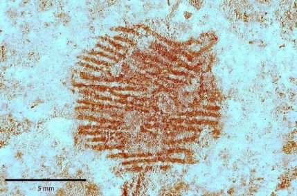 A imagem mostra a impressão digital encontrada de um Neandertal que viveu há 43 mil anos.
