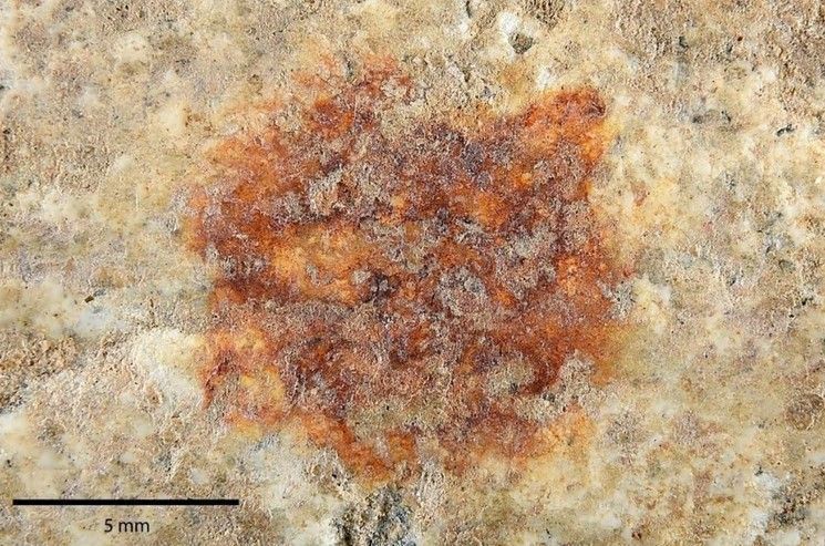 A imagem mostra a impressão digital registrada por um Neandertal com uma tintura vermelha.