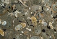 Oceanos eram dominados por lulas pré-históricas há 100 milhões de anos