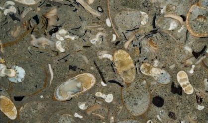 Oceanos eram dominados por lulas pré-históricas há 100 milhões de anos