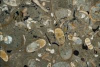 Oceanos eram dominados por lulas pré-históricas há 100 milhões de anos