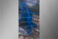 Vídeo: homem é investigado após pintar macaco com tinta azul em MG