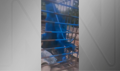 Vídeo: homem é investigado após pintar macaco com tinta azul em MG
