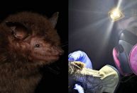 Nova espécie de morcego é descoberta no Brasil; veja
