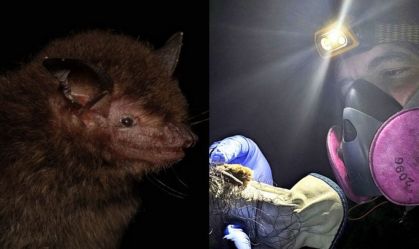 Nova espécie de morcego é descoberta no Brasil; veja