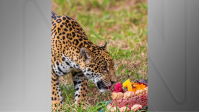Onça-pintada chega ao Zoológico de BH e ganha bolo; veja imagens