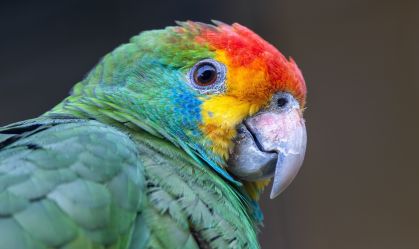 Papagaio-chauá volta ao seu hábitat em reserva de Mata Atlântica