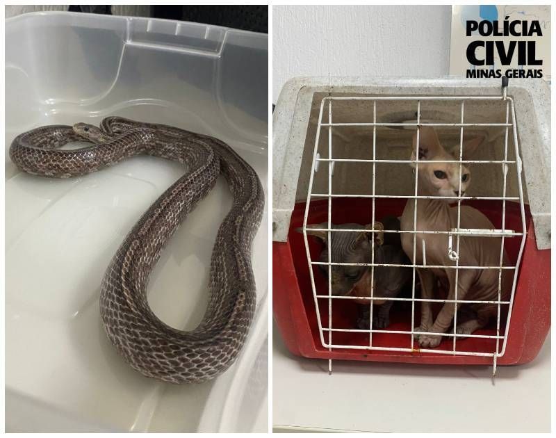 A Polícia Civil de Minas Gerais (PCMG) resgatou, nesta terça-feira (17/6), uma serpente exótica e dois gatos que estavam sendo mantidos em situação irregular, em uma residência no município de Santa Luzia, Região Metropolitana de Belo Horizonte.