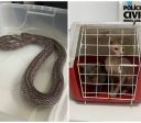 Polícia resgate serpente exótica e gatos sphynx em MG