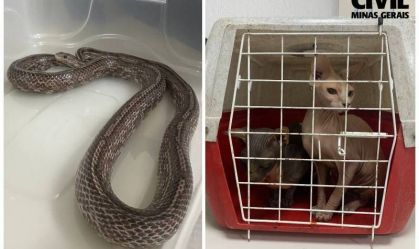 Polícia resgate serpente exótica e gatos sphynx em MG