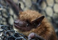 Por que os morcegos não têm câncer? Descobertas podem curar humanos