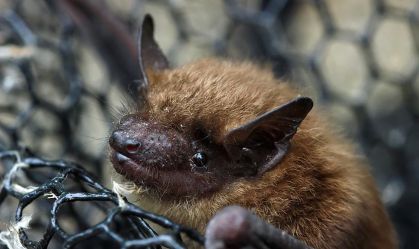 Por que os morcegos não têm câncer? Descobertas podem curar humanos