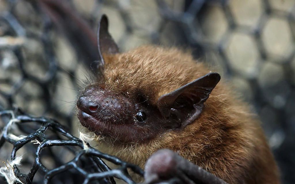pequeno-morcego-marrom-Myotis-lucifugus