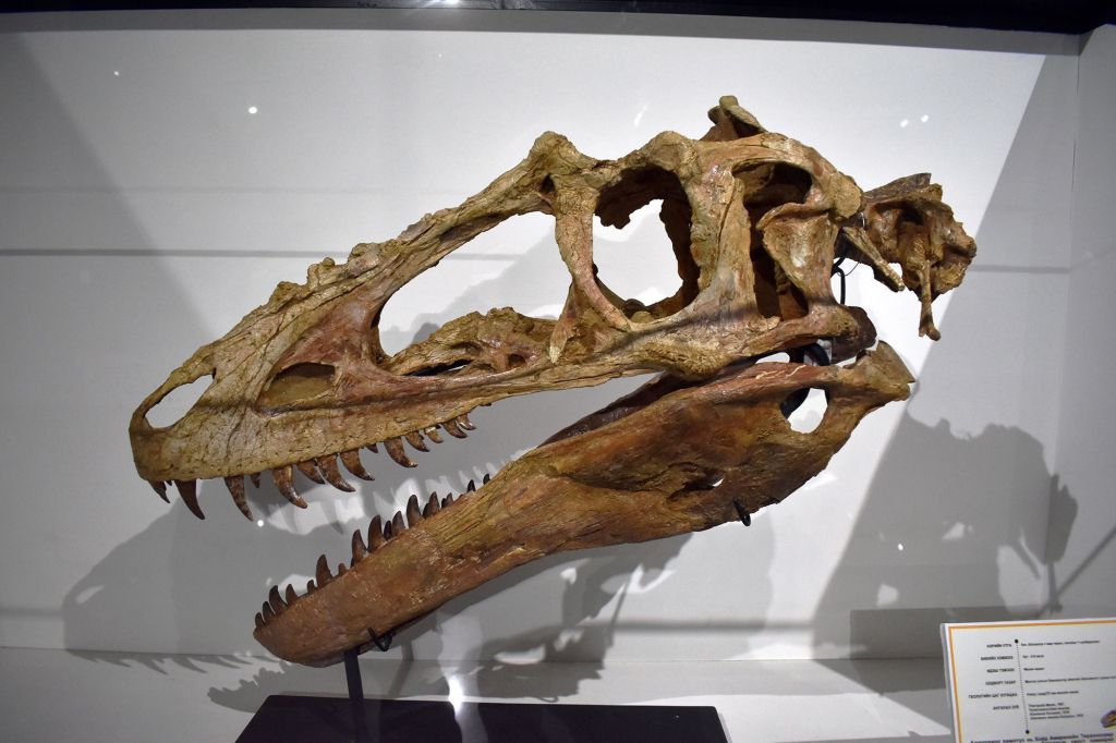 Alioramus era um pequeno tiranossauro mongol, às vezes chamado de "Pinóquio rex" por seu focinho longo