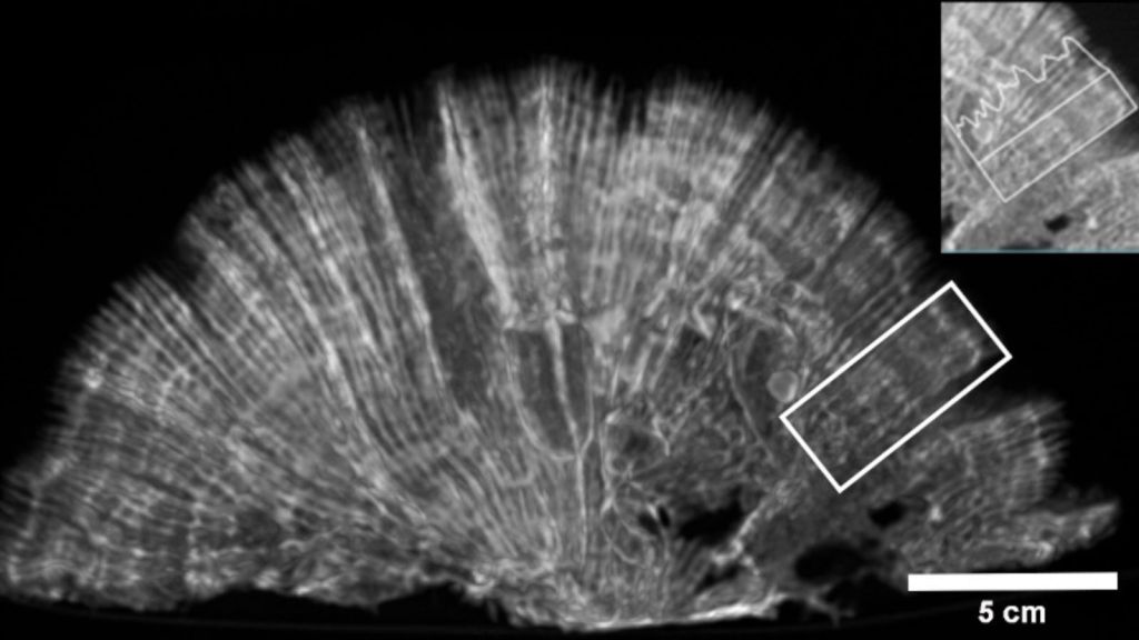 Imagens de tomografia permitem estimar o crescimento do coral-cérebro por meio das bandas de crescimento, que representam um ano de vida