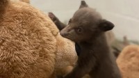 Filhote de urso órfão é cuidado por humanos vestidos como o animal; veja