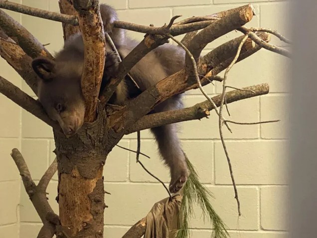 Welch disse que ver o urso dormindao em cima de uma árvore foi um dos seus momentos favoritos enquanto criava o filhote • Cortesia San Diego Humane Society