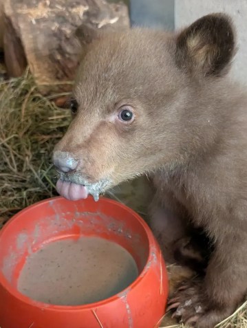 A sociedade humanitária amassa frutas e outros alimentos sólidos com papinhas para ajudar o filhote de urso a ganhar força. A equipe não deu um nome ao filhote como parte do protocolo para evitar que ele se apegue demais • Cortesia San Diego Humane Society