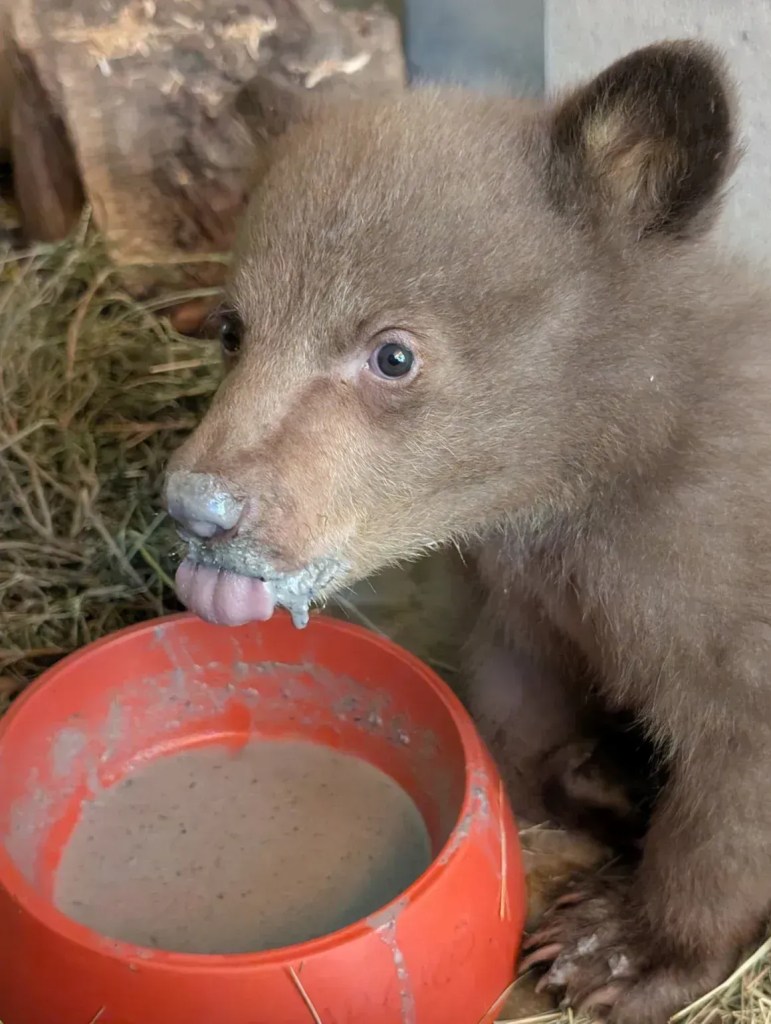 A sociedade humanitária amassa frutas e outros alimentos sólidos com papinhas para ajudar o filhote de urso a ganhar força. A equipe não deu um nome ao filhote como parte do protocolo para evitar que ele se apegue demais