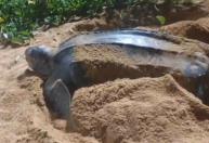 Vídeo: Tartaruga-gigante é vista no litoral do Espírito Santo