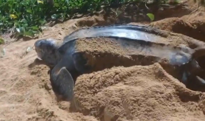 Vídeo: Tartaruga-gigante é vista no litoral do Espírito Santo
