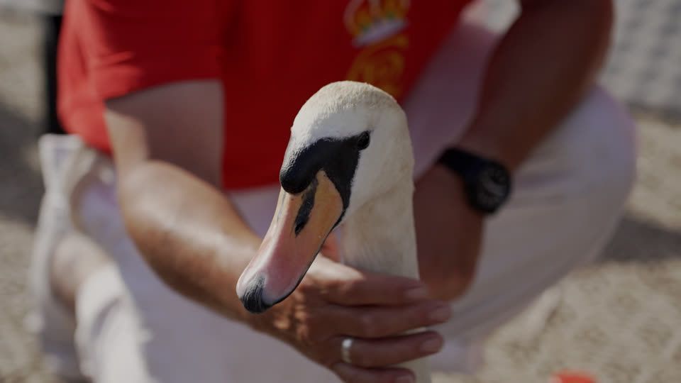 Britain’s annual swan count begins on the River Thames