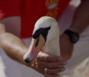 Realeza britânica começa contagem de cisnes que é tradição há séculos