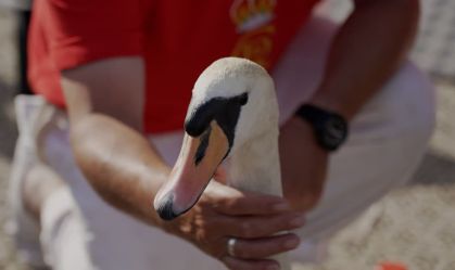 Realeza britânica começa contagem de cisnes que é tradição há séculos