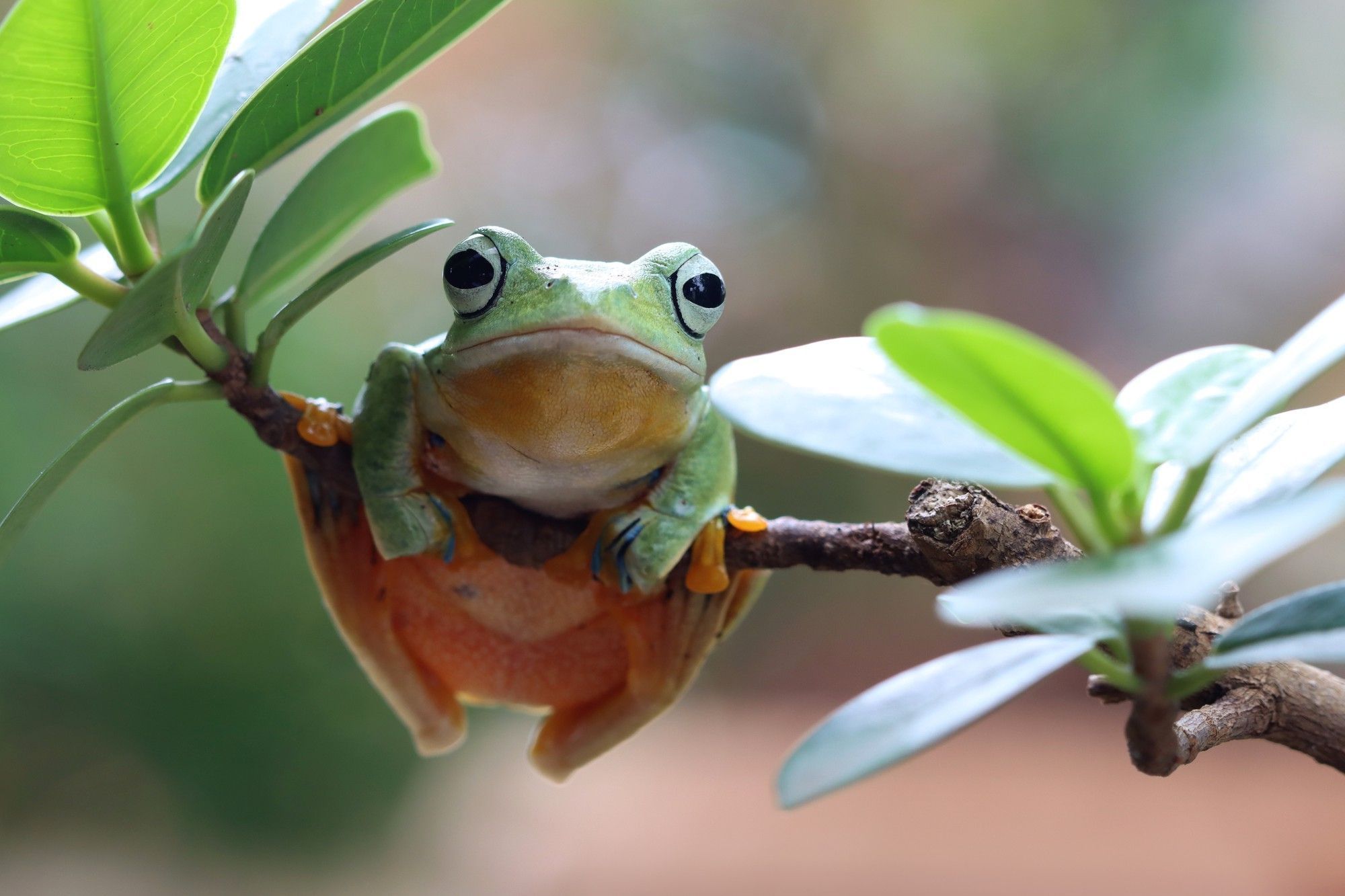 sapo-em-folhas-verdes
