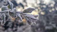 Onda de frio: mais de 30 cidades gaúchas registram temperaturas negativas