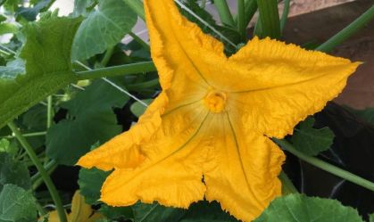 Secas podem reduzir valor calórico do néctar das flores em até 95%