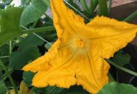 Secas podem reduzir valor calórico do néctar das flores em até 95%