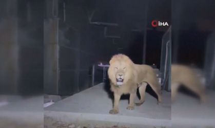 Leão escapa de zoológico e ataca fazendeiro na Turquia