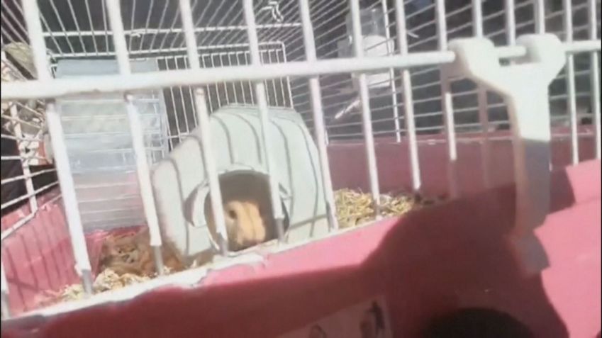Hamster salvo por socorristas após inundações na Sibéria • Ministério Russo para Emergências