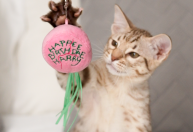 Pets ganham brinquedos interativos inspirados em "Harry Potter"