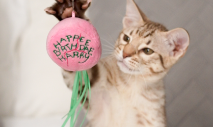 Pets ganham brinquedos interativos inspirados em "Harry Potter"