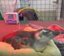 Praias de São Paulo registraram 111 pinguins em menos de um mês
