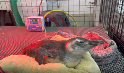 Praias de São Paulo registraram 111 pinguins em menos de um mês