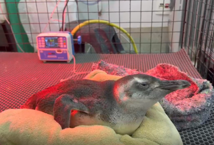 Praias de São Paulo registraram 111 pinguins em menos de um mês
