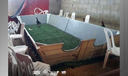Rinha de galos: PM resgata 65 aves no interior de São Paulo