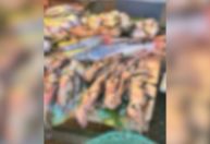 MP vai investigar venda de gambás em feira no interior do Pará