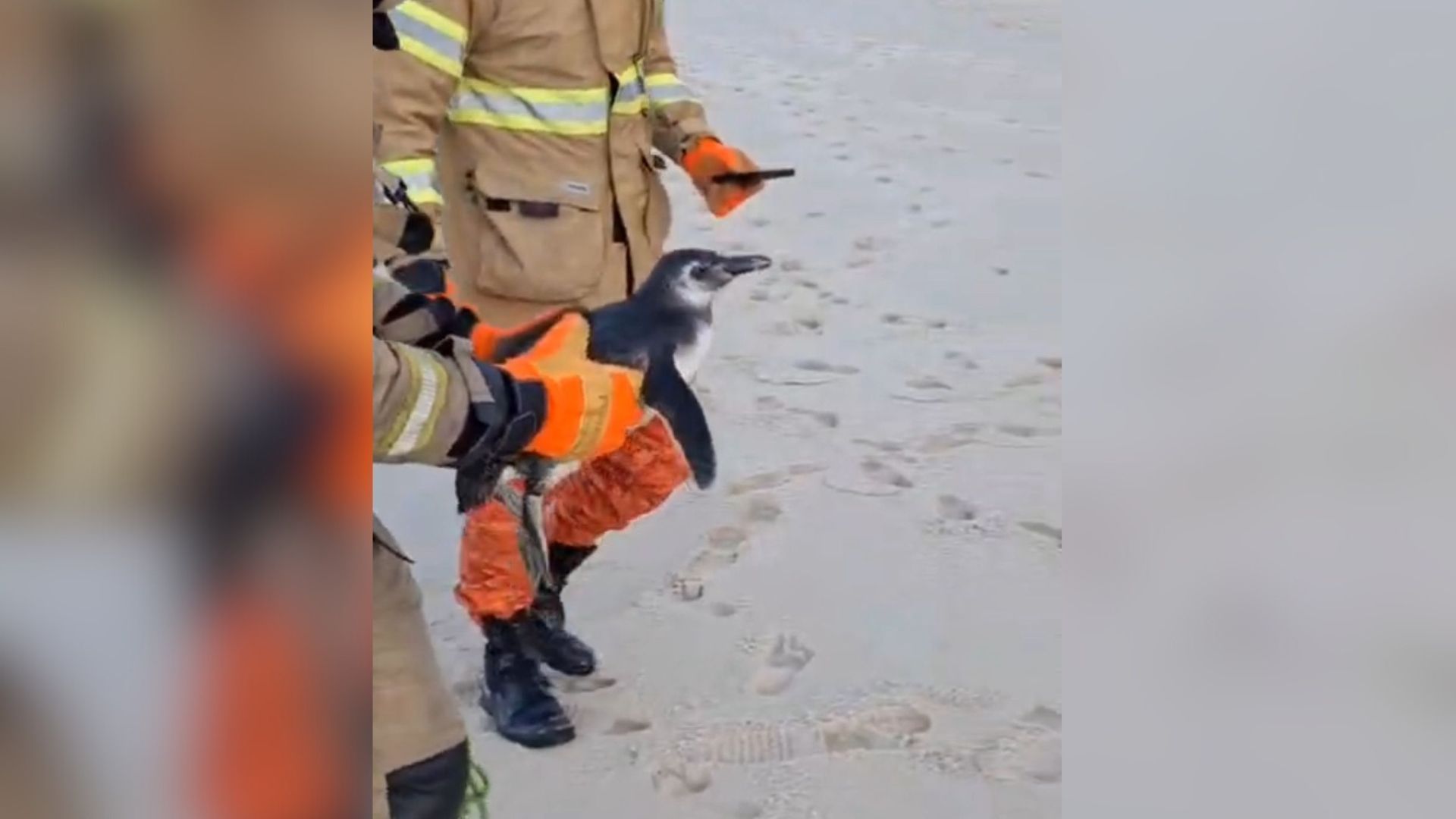 Pinguins no RJ