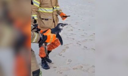 Pinguins são resgatados na orla do Rio; Especialistas alertam para cuidados