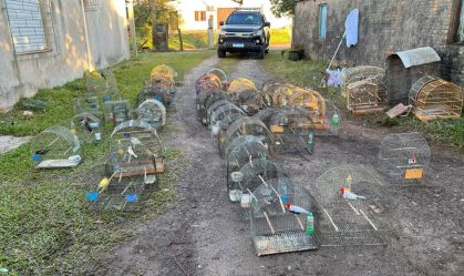 PF apreende 71 aves em ação contra caça ilegal e tráfico de animais no RS