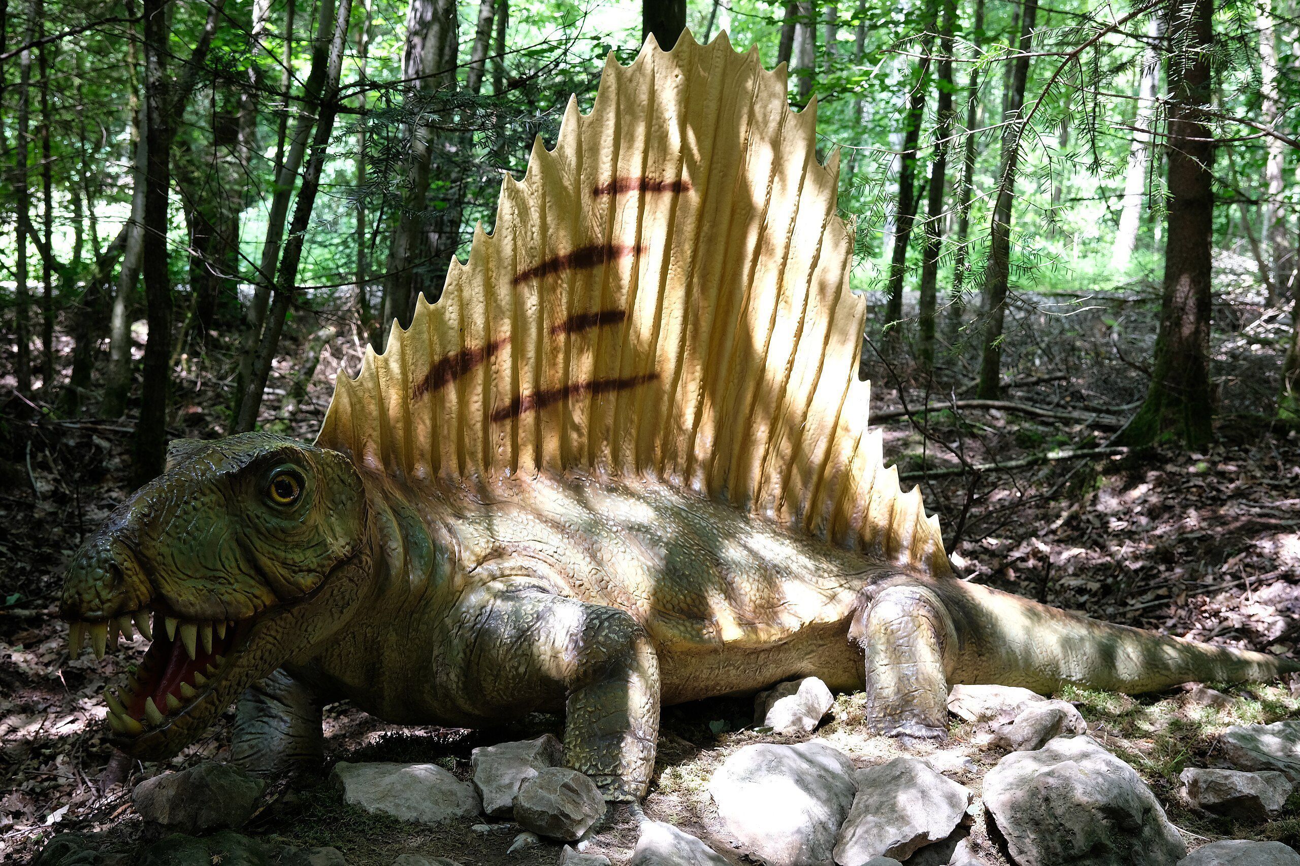 O Dimetrodon provavelmente usava sua “vela” vertebral para atrair parceiras • Chrisi1964/Wikimedia Commons
