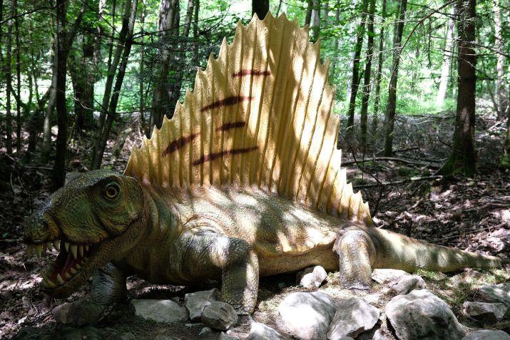 O Dimetrodon provavelmente usava sua “vela” vertebral para atrair parceiras • Chrisi1964/Wikimedia Commons