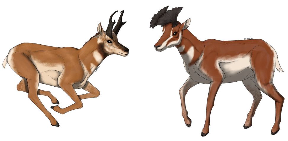 Antilocaprinae (à esq.) foram reduzidos a uma única espécie vivente, enquanto Merycodontinae (à dir.) foram totalmente extintos • Ilustração de Felipe Capoccia/Unicamp