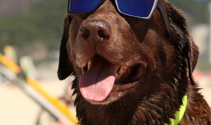 Família de cães surfistas vai em busca do sétimo título mundial